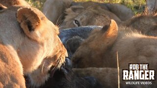 Lions Feed At Sunrise | Maasai Mara Safari | Zebra Plains