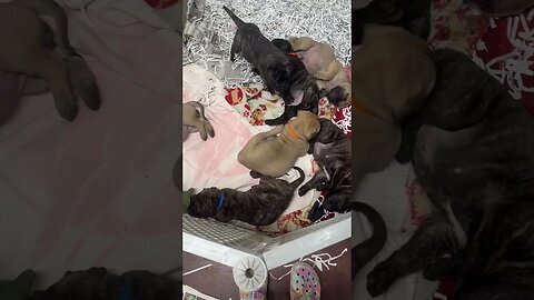 Moving day ! Ch Jubliee litter ￼LonelyCreek bullmastiff puppies #BullmastiffPuppy #CutePuppies