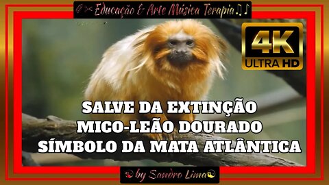 🌎Animais do Brasil | Mico-Leão-Dourado | Mata Atlântica, Rio de Janeiro, Brasil | VFX | EFEITOS | 4K
