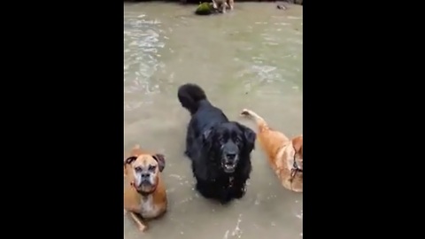 Bulldog gives synchronized swim team a lesson