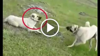 Kangal and Shepherd Dog Play a Game