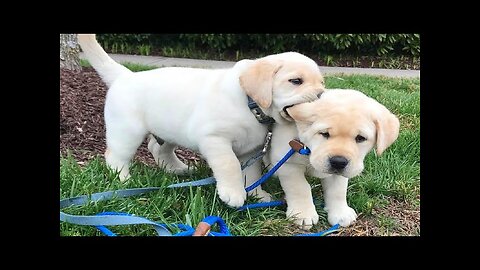 Funniest & Cutest Golden Retriever Puppies #27 - Funny Puppy Videos 2023