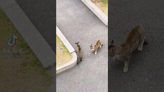 Tiktok Viral Cats Fighting 😂 - Funny Cat Video