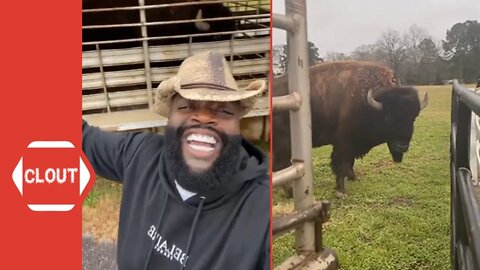 Rick Ross Is Excited After Being Gifted Two Buffalos For His Ranch!