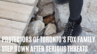 Protectors Of Toronto's Fox Family Are Stepping Down After Being Threatened With Knives