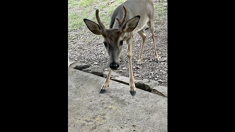 Pretty Boy Buck Stops By