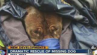 Missing dog rescued from canyon, taken to the vet