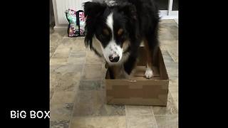 Miniature Australian Shepherd performs his new favorite trick