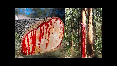 Most Dangerous Trees You Should Never Touch 💀!