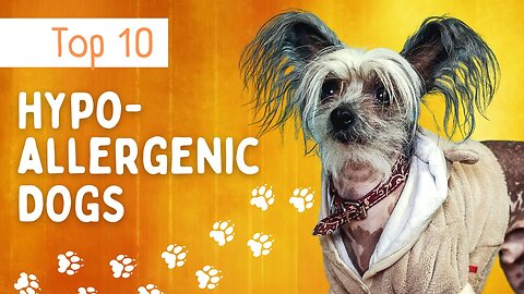 Top 10 Most Hypoallergenic Dogs