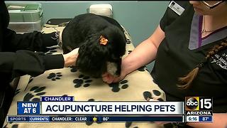 Animal acupuncture: Don't knock it until Fido's tried it