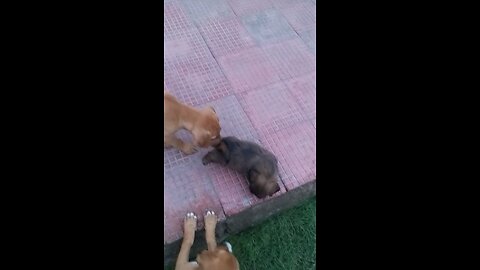 breed dog vs street dogs