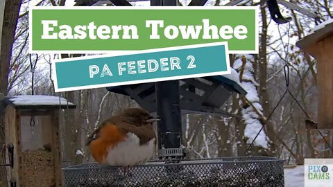 Eastern towhee at PA Bird Feeder 2