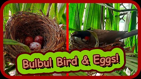 Red-Whiskered Bulbul bird🐦 & nest🪹 building stages with 3 eggs