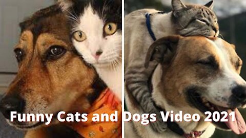 Funny Cats and Dogs Video 2021 Try Not To Laugh