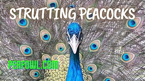 Strutting Peacocks, Peacock Minute, peafowl.com