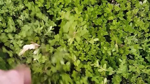 Goofy Kittens Play Peek-A-Boo In A Bush