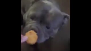 Dog refuses to eat Chicken Mc Nuggets