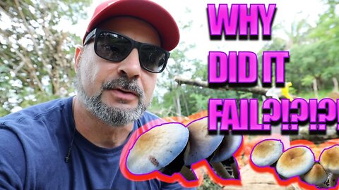 WHY YOUR OUTDOOR MAGIC MUSHROOM GROW ISN'T WORKING?! Psilocybe cubensis cultivation