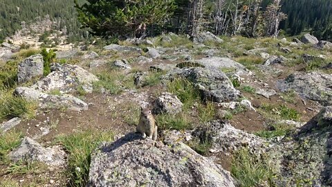 Friendly Chipmunk on a Mountain