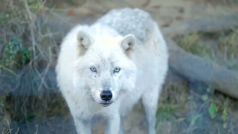 White Arctic Wolf standing on hill side paying close attention