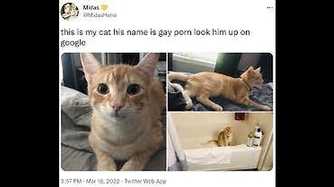 Funny Cat | This Cat Gay