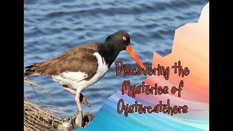 Discovering the Mysteries of Oystercatchers