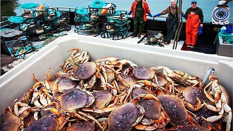 Crab, Oyster, Groundfish Fishing and Processing - Amazing Seafood Catching 🦀 - Fishing Videos