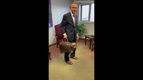 Take your Yorkie to work day 😂