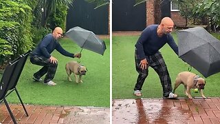 Owner Holds Umbrella For His Dog While He Goes To The Bathroom