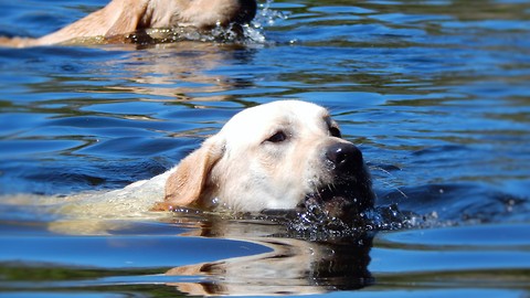 AWESOME Leaping Labradors jump for joy!