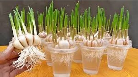 How to grow garlic in plastic bottles with water for many bulbs and large leaves