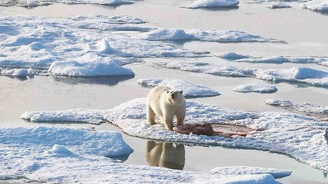 Polar Bears Killing Their Prey by Squashing it
