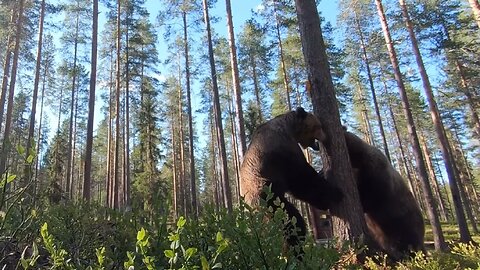Two grizzlies caught fighting