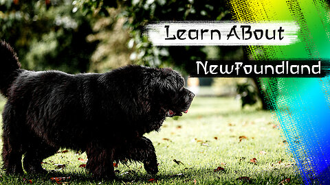 Newfoundland One Of The Biggest Dog Breeds In The World