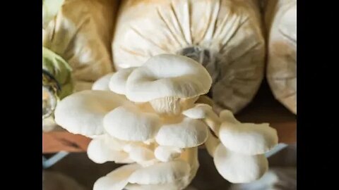 Best Mushrooms for Weight loss