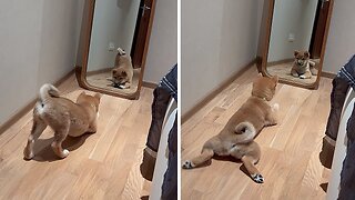 Shiba Inu Puppy Finds A Friend In The Mirror