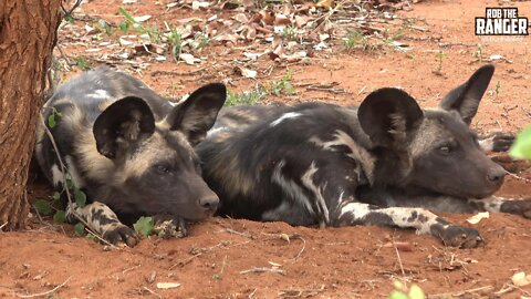 Young Painted Wolves Next to The Road | Kruger National Park