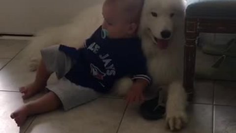 Baby and Samoyed preciously cuddle together