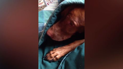 Adorable Dog Loves To Be Burritoed