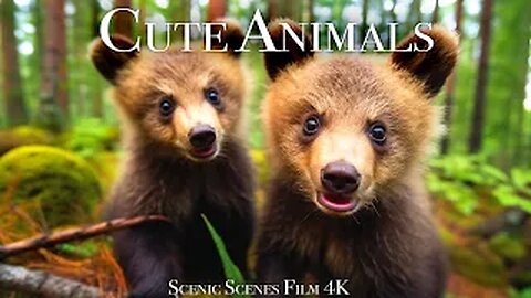 Baby Animals 4K - Cute Baby Animals Moments Around the World | Scenic Relaxation Film