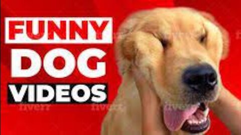 funny dogs videos