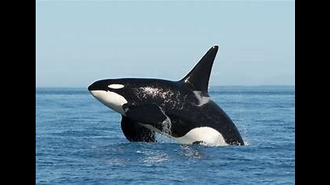 Orca chasing a Speedboat