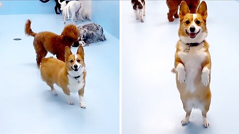 Pup's Heartwarming Reaction To Owner Picking Him Up From Daycare funny animals