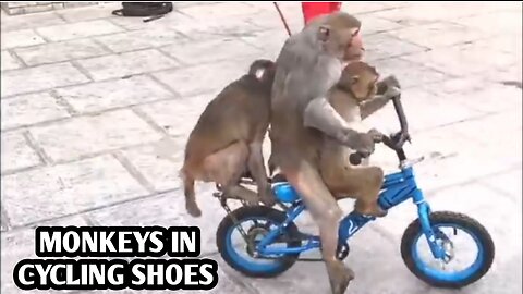 3 Monkeys in cycling 🙈🙉🙊