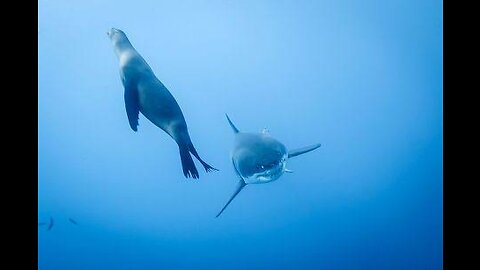 Shark and half-eaten sea lion