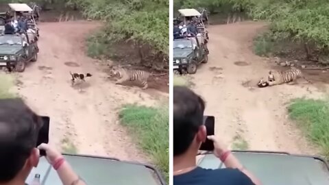 Tiger Attacks Dog