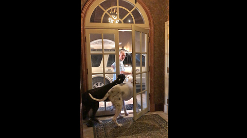 Two Great Danes Happily Greet Owner and Bring in Groceries