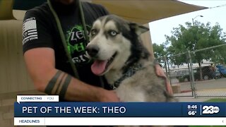 Pet of the week: Theo