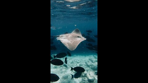 Snorkeling in Maldives